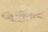 Fossil Fish Plate (Diplomystus & Knightia) - Wyoming #91594-2